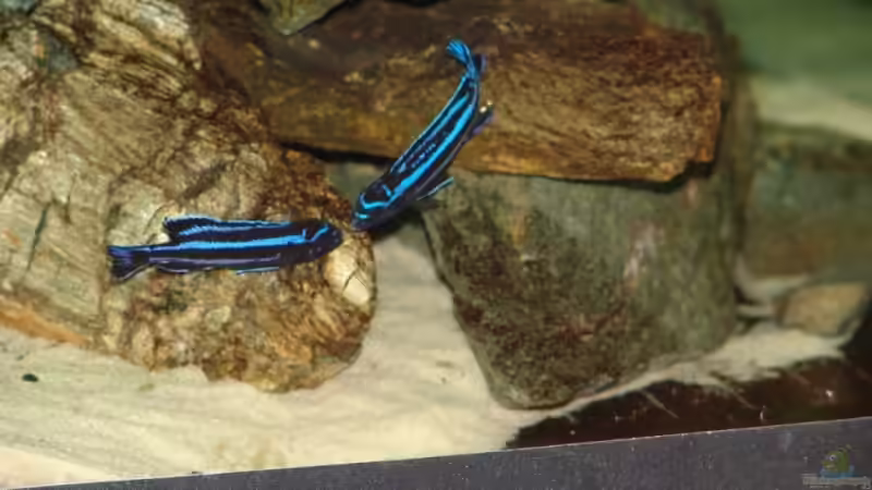 Revierverhalten bei Malawicichliden - Territorien, Dominanz und Sozialstruktur im Aquarium