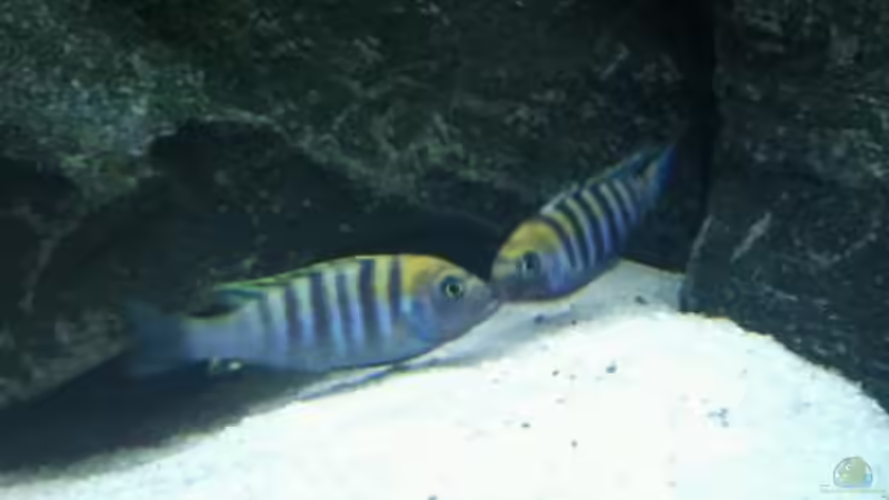 Revierverhalten bei Malawicichliden - Territorien, Dominanz und Sozialstruktur im Aquarium