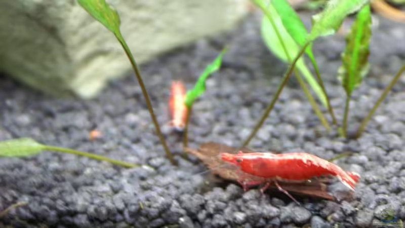 Rf bei der Arbeit von Christian Zwick (23)