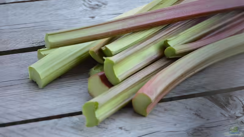 Rhabarber ernten - Der große Praxisleitfaden für eine reiche, gesunde Ernte