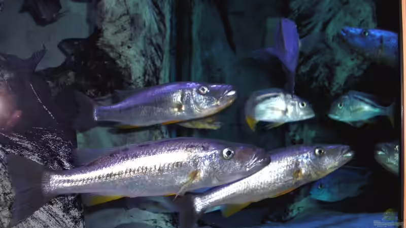 Rhamphen-Quartett von Wolfgang Schlader (15)