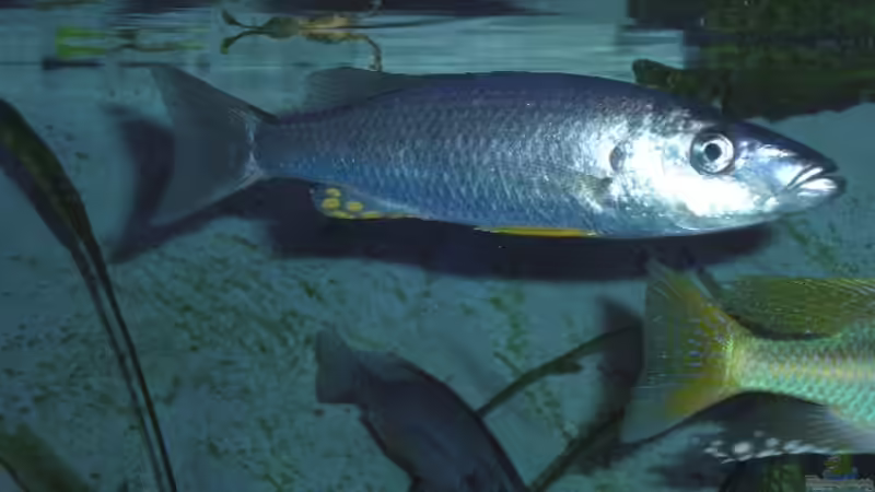 Rhamphochromis macrophthalmus WF / Bock von Wolfgang Schlader (41)