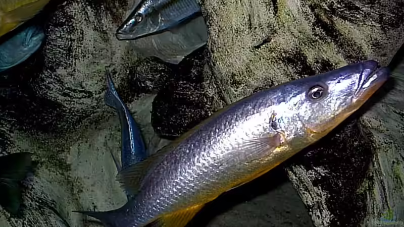 Rhamphochromis sp. ferox yellow fin WF / Bock von Wolfgang Schlader (24)