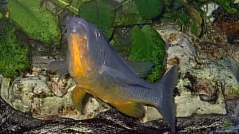 Rhamphochromis sp. ferox yellow fin WF / Bock von Wolfgang Schlader (36)