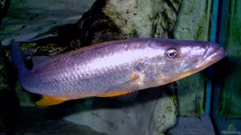 Rhamphochromis sp. ferox yellow fin WF / Bock von Wolfgang Schlader (40)