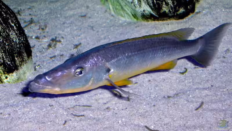 Rhamphochromis sp. ferox yellow fin WF / Bock von Wolfgang Schlader (43)