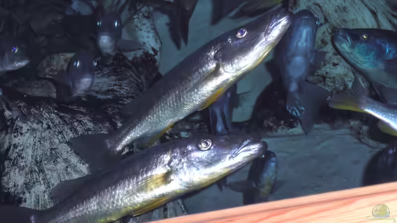 Rhamphochromis sp. ferox yellow fin WF von Wolfgang Schlader (11)