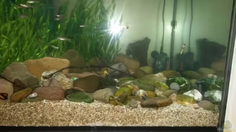 Rheikiesel, verschiedene Größen  von Miss Kasimir (9)