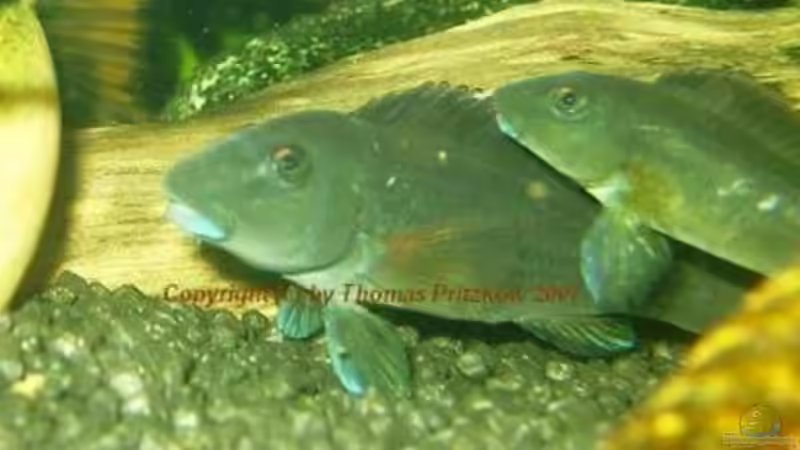 Rheophile Cichliden aus Kamerun, Nigeria und Ghana 