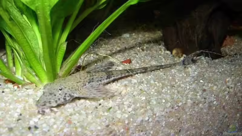 rhineloricaria microlepidogaster von Jan Kersten (10)