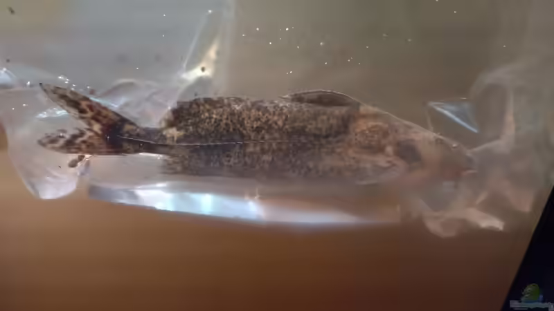 Rhinodoras gallagheri Nov 2024 von Philip (51)