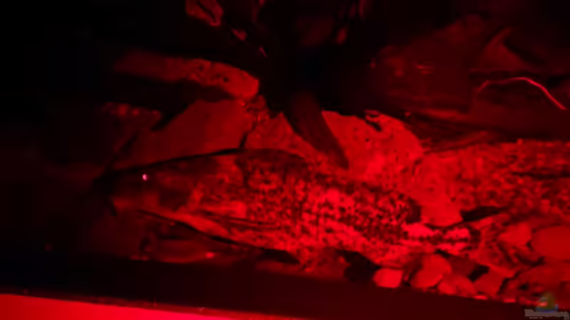 Rhinodoras gallagheri Nr. 1 wieder gut genährt von Philip (36)