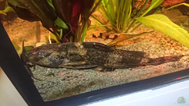 Rhinodoras gallagheri Nr. 2 (Art Zuordnung zweifelhaft) von Philip (37)