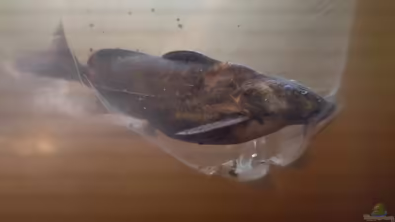 Rhinodoras sp. `MANACACIAS` (keine sichere Artzuordnung, Nov 2024) von Philip (54)