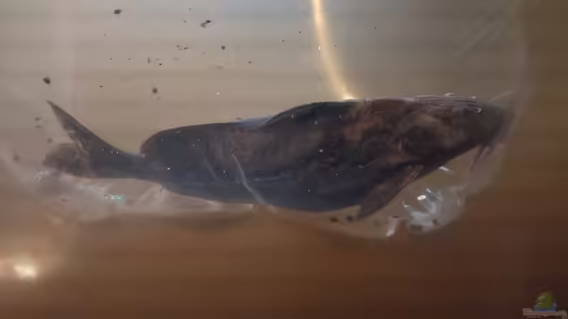 Rhinodoras sp. `MANACACIAS` (keine sichere Artzuordnung, Nov 2024) von Philip (56)