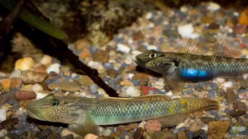 Rhinogobius formosanus (M & W) .. von AjakAndi (16)