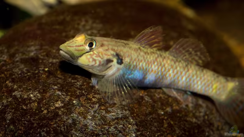 Rhinogobius formosanus von AjakAndi (1)