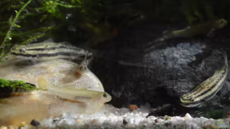 Rhinogobius Jungtiere (Anfang April) von Dominik (62)