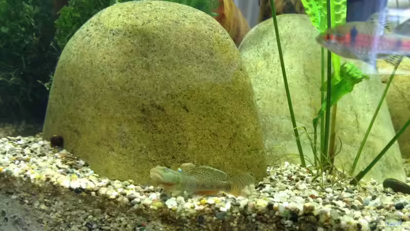 Rhinogobius Männchen 2 von schmitzkatze (10)