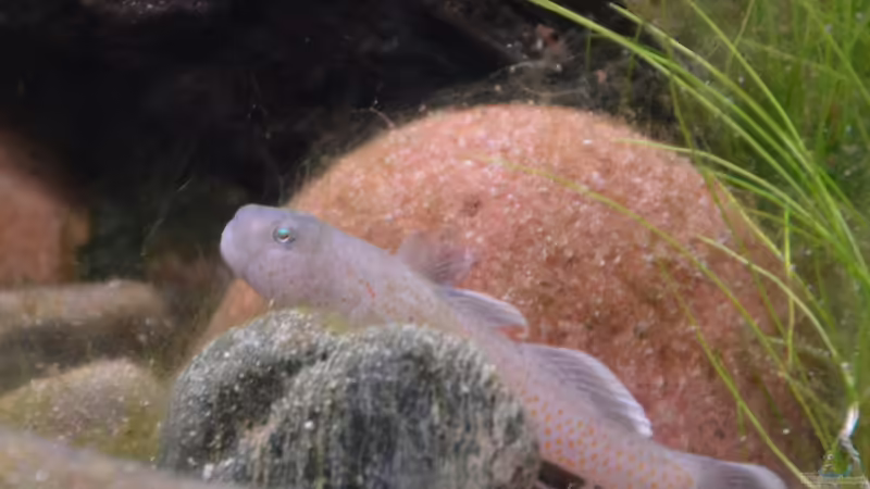 Rhinogobius rubromaculatus (m) von Dominik (40)