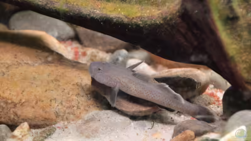 Rhinogobius rubromaculatus (m) von Dominik (41)