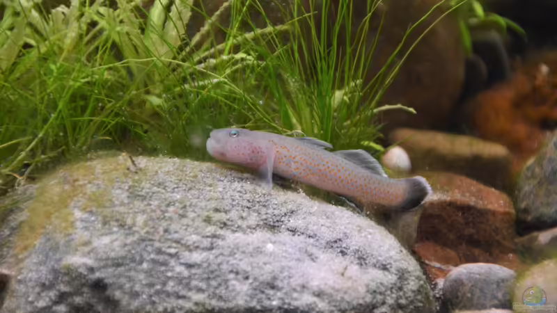Rhinogobius im Aquarium halten (Einrichtungsbeispiele für Rhinogobius-Arten)