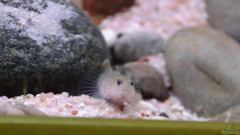 Aquarien mit Rhinogobius rubromaculatus (Taiwangrundel)