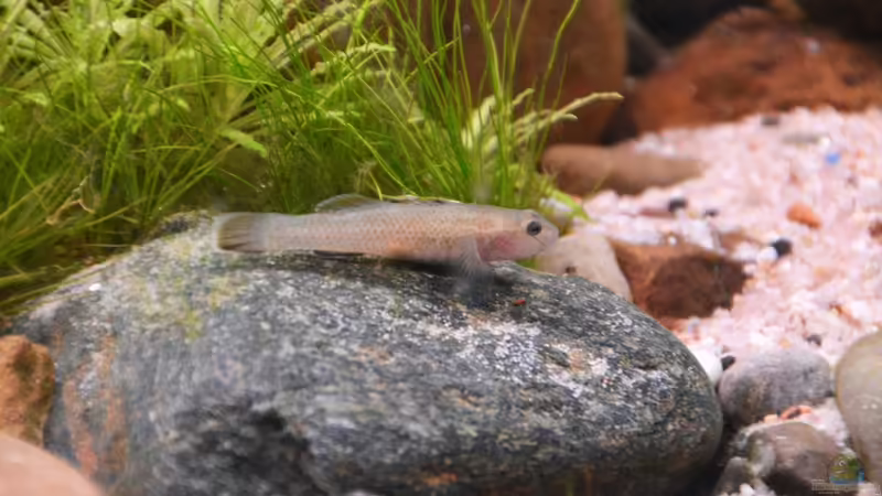 Rhinogobius rubromaculatus (w) von Dominik (50)