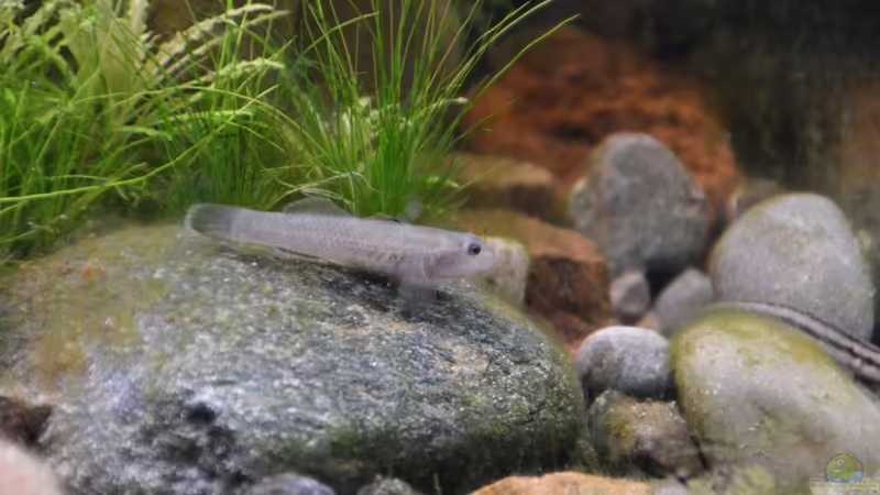 Rhinogobius im Aquarium halten (Einrichtungsbeispiele für Rhinogobius-Arten)