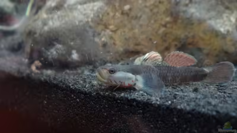 Rhinogobius von paris (6)