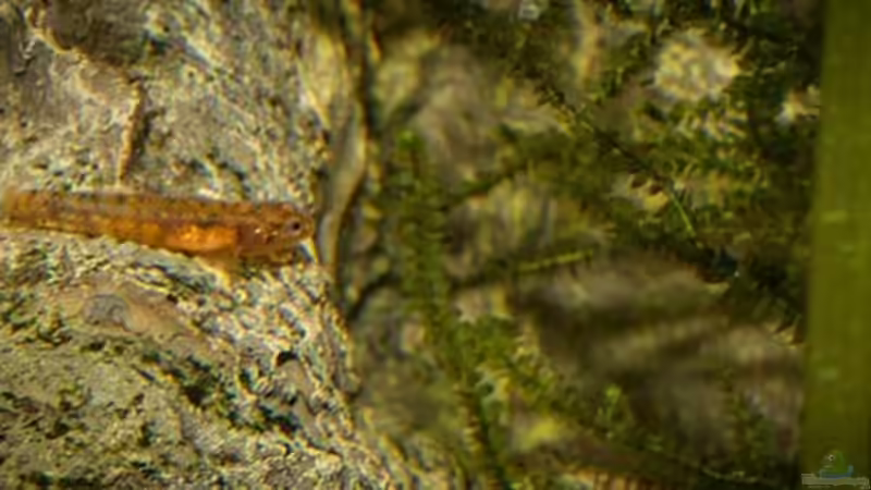 Rhinogobius zhoui (Jungtier) von AjakAndi (21)