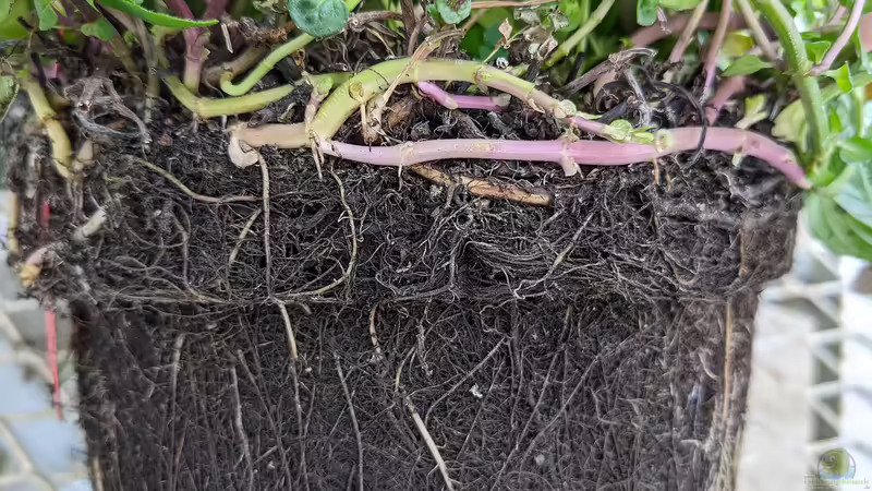 Rhizome und ihre geheimnisvolle Welt