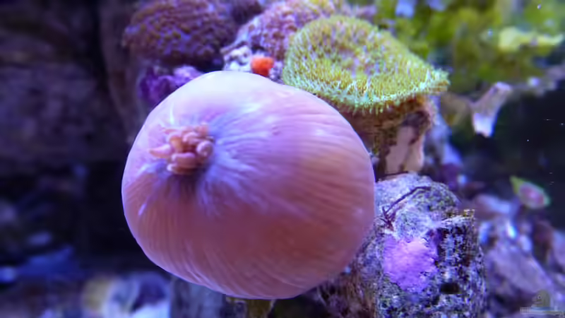 Rhodactis - wie es aussieht, hat die vordere Rhodactis was gefangen von Summse (36)