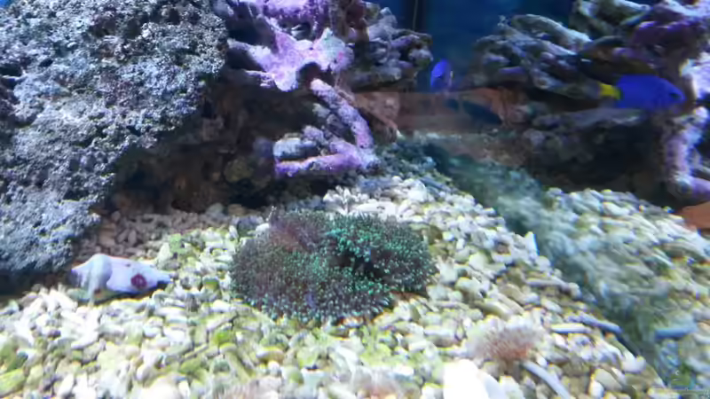 Rhodactis sp. 07 - Scheibenanemone von Wiege (9)