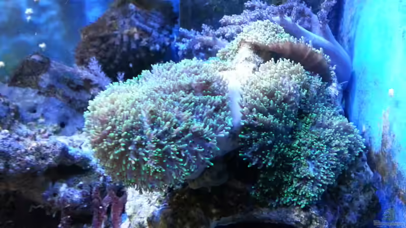 Rhodactis sp. 07-Scheibenanemone von Jens Kändler (7)