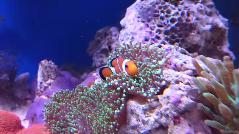 Rhodactis sp. 07 von WittaMine (59)