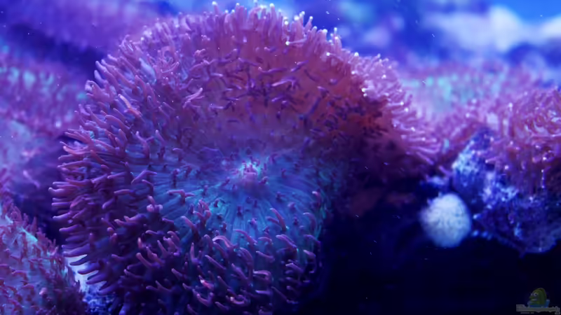 Rhodactis von die Perle... (12)