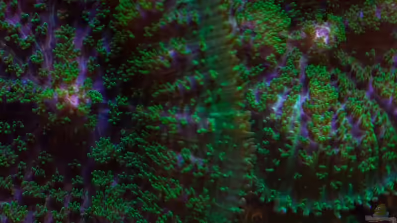 Rhodactis von starhopper (23)