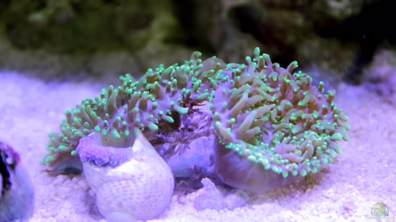 Rhodactis von Sven Jastrow (18)