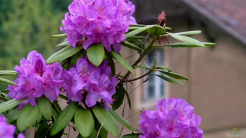 Rhododendren im Garten - So bereitest du den Boden richtig auf