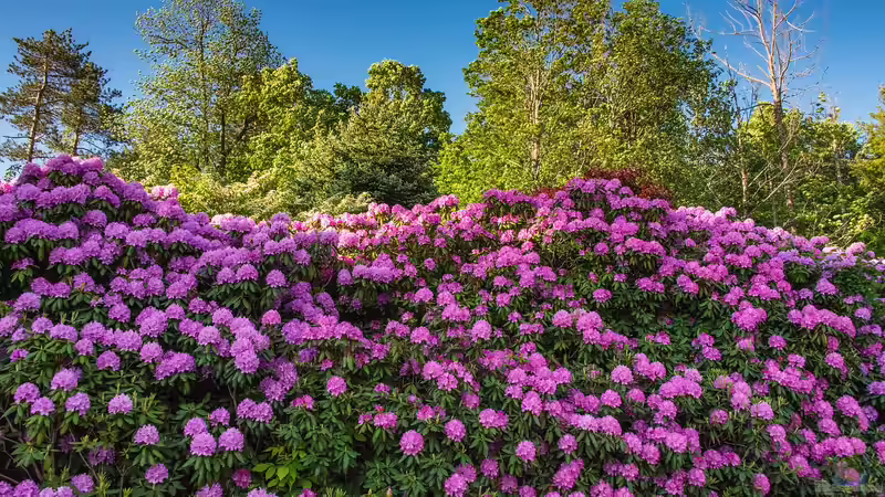Rhododendren im Garten - So bereitest du den Boden richtig auf