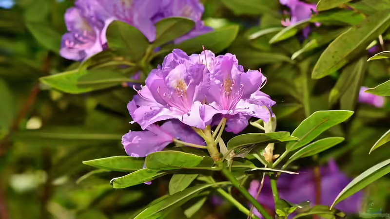 Rhododendren im Garten - So bereitest du den Boden richtig auf