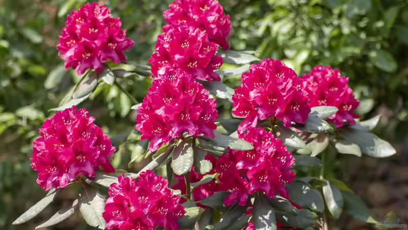 Rhododendren im Garten - So bereitest du den Boden richtig auf