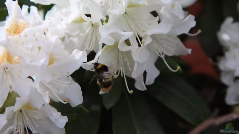 Rhododendren im Garten - So bereitest du den Boden richtig auf