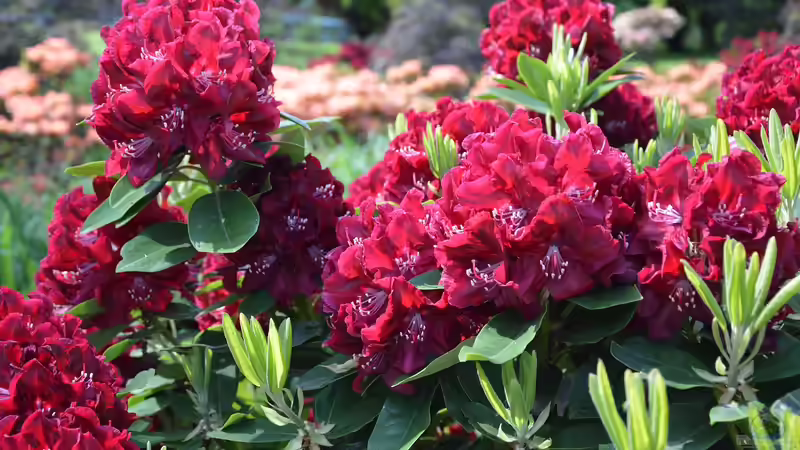 Rhododendren pflegen: Was im Frühjahr zu tun ist