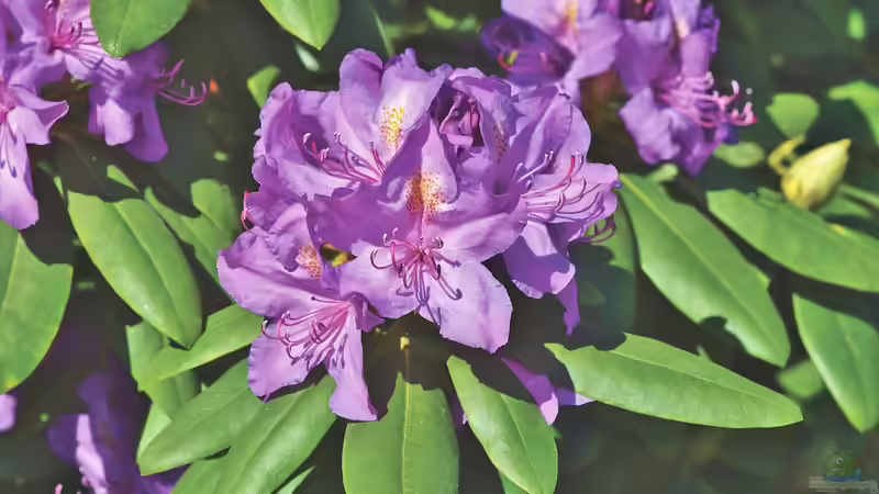Rhododendren pflegen: Was im Frühjahr zu tun ist