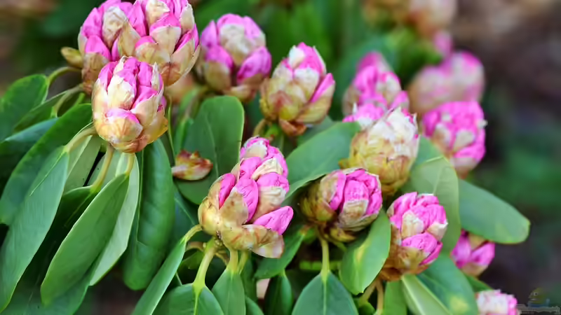 Rhododendren pflegen: Was im Frühjahr zu tun ist