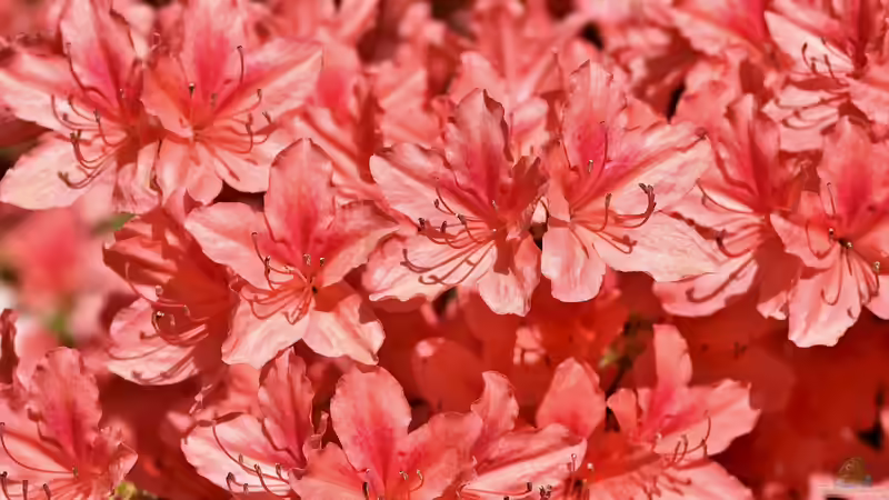 Rhododendren pflegen: Was im Frühjahr zu tun ist