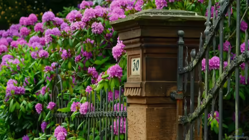 Rhododendron düngen - Der ultimative, ausführliche Guide für gesunde, kräftige Pflanzen