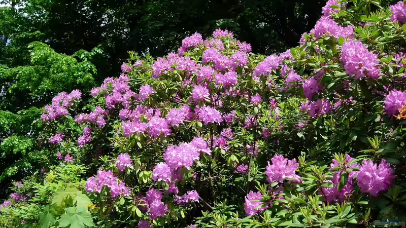 Rhododendron düngen - Der ultimative, ausführliche Guide für gesunde, kräftige Pflanzen